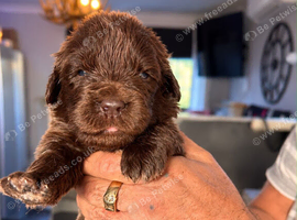 Kc registered Newfoundland puppies