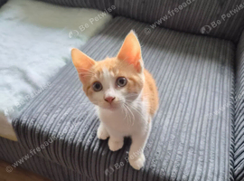 Kitten