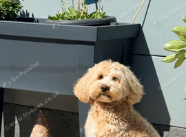 Tibetan Doodle Litter Due Mid September