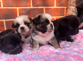 4 beautiful pug puppies for sale