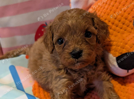 Extensively health tested F1 cavapoos
