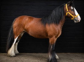 Absolutely stunning 100% bombproof perfect kids pony ride and drive