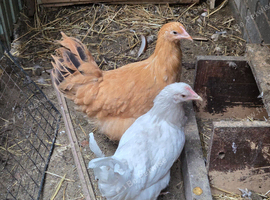 Chick's hen. Chicken