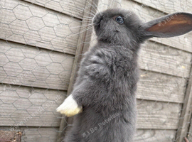3 mini lop cross for sale READY NOW