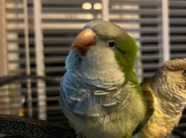 Beautiful pair of Quaker parrots breeding pair