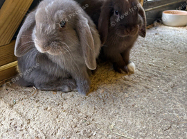 X2 female mini lops