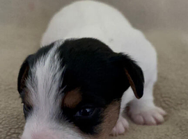 Patterdale x parson Russel terrier