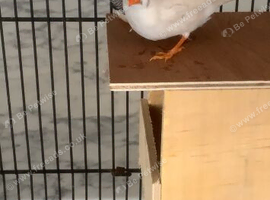 Zebra finches