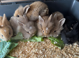 mini lops rabbits