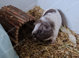 Guinea pig sisters, 3 months old