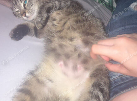 Rehoming cat