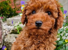 Toy Red Poodle Boy