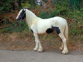 Driving cob filly
