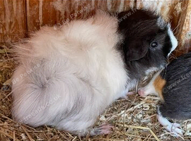 Baby Guinea Pigs