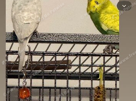 Young male budgie wanted