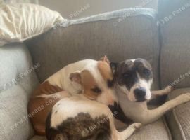 Staffordshire bull terrier puppies