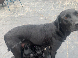 Pedigree lab puppies for sale