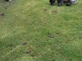 Pekin bantam chickens