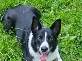 Border collie for rehome