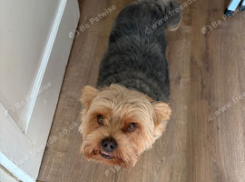 Yorkie x