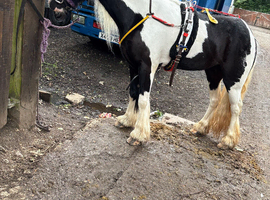 12 hh driving cob