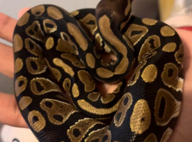 Female python