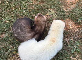 Ferrets