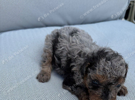 4 toy poodle puppies