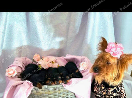 Female yorkshire terrier