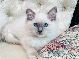 Ragdoll kittens