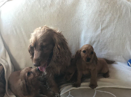 3 adorable showtype cocker spaniel boys