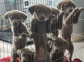 LABRADOR RETRIEVER (SILVER) FULL KC REG READY TO GO 15TH MAY