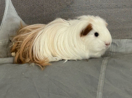 Two beautiful little Guinea Pigs!!
