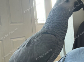 African grey Congo