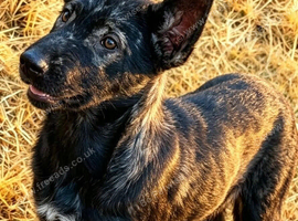 Dutch &times; German Shepherd Puppies for Sale