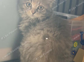 Persian x maincoon kitten