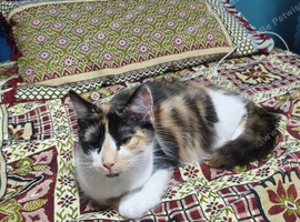 Calico cat for sale(recently given birth)