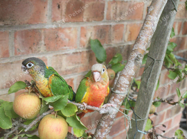 TWO yellow sided conures hand reared