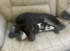 Beautiful Gsp puppies
