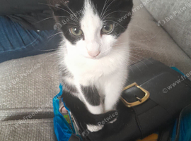 1 left out of litter