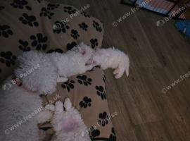 3 male puppies for sale