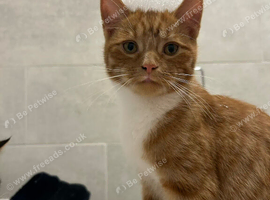 Male tabby