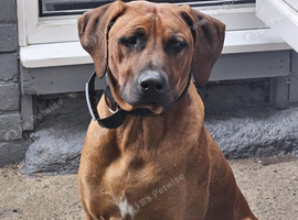 Rhodesian Ridgeback Male