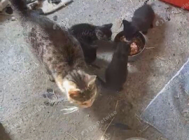 Kittens