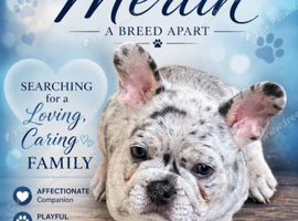 Two male french bulldog pups KC registered