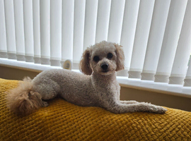 Toy poodle