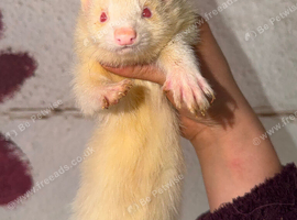 Semi angora ferret small jill