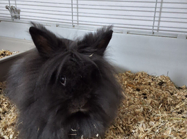 Male Rabbit