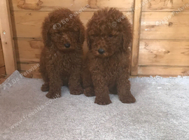 Stunning miniature poodle puppies for sale