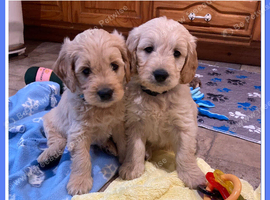 STUNNING F1 MINIATURE GOLDENDOODLES